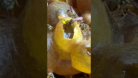 Olha quanto mel estas abelhas Jataí produziram 🍯🐝