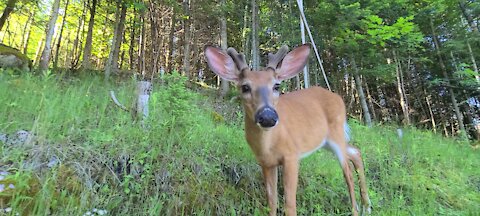 Young buck up close