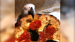Ravenous parrot really loves eating pizza!