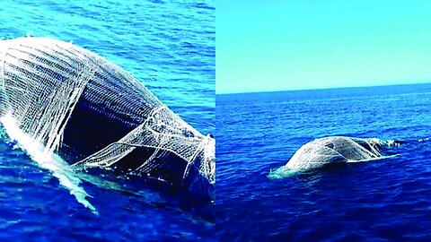 RESCUE | 🐋 Whale trapped in a net