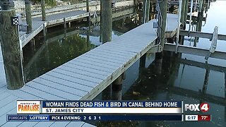 Pine Island woman concerned over dead pelican and fish in her canal