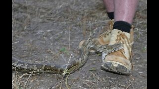 Large Python Bites Rob The Ranger On The Foot