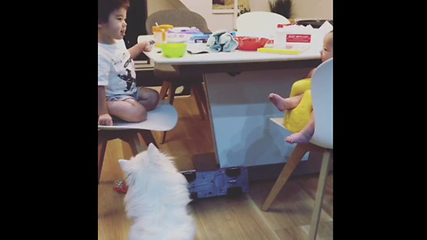 Dog fascinated by toddler and baby's conversation