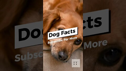 Dog Facts - I Bet You Don't Know 🐶😜😉 #dogs #doglovers #dogfacts #dogsofinstagram #dogshorts #shorts