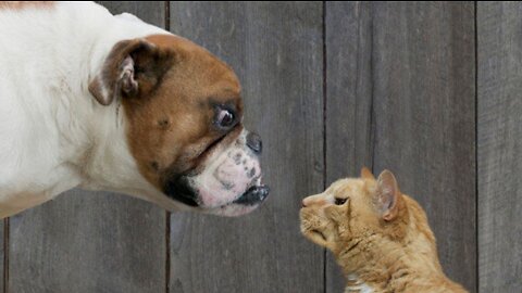 Worst Dogs For Cats - TOP 10 Dog Breeds That Hate Cats! Animal Rivalry.