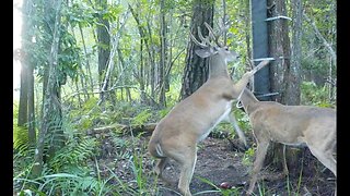 Big Florida Whitetail Bucks Fighting Over Food (Free Range)