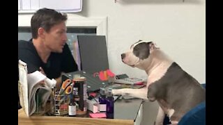 Reuniões matinais de trabalho com uma cadela pitbull
