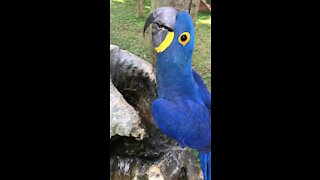 Parrot drinks from waterfall birdbath