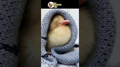 Fluffy Baby Ducks - So Cute! | #babyducks #shorts #funny #funnyvideo