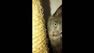 Curious kitt