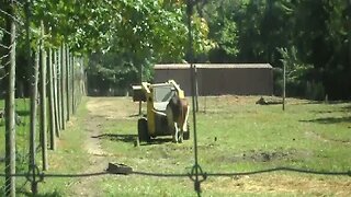 bull having fun with tractor!!!