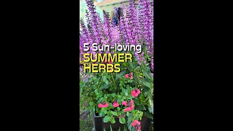 5 Herbs You Can Grow This Summer