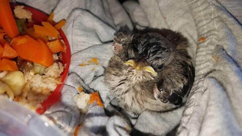 Baby Bird visits its human rescuer every day! Today's visit got cut short of course...