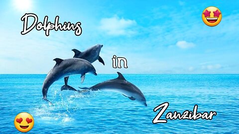 Dolphins in Zanzibar.