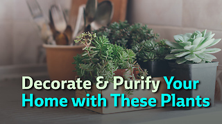 Decorate & Purify Your Home with These Plants