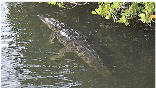 Endangered American crocodile spotted in Martin County
