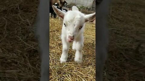 #goat #babygoat #farmanimals #homesteading #homesteadlife #farm #farmlife #cuteanimals #farmanimals