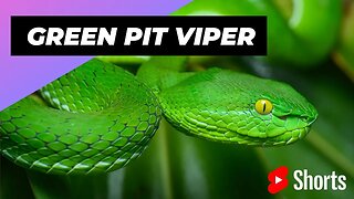 Green Pit Viper 🐍 One Of The Most Beautiful Snakes In The World #shorts #pitviper #snake