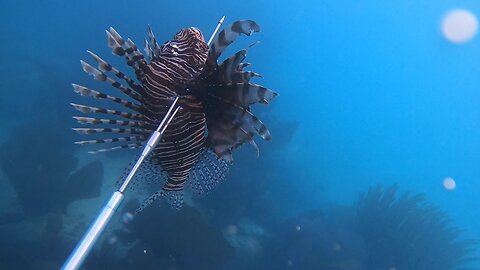 Bermuda Winter Lionfish Derby "The Rebel Alliance"