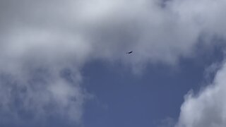 Red-Tailed Hawk hovering up in the sky