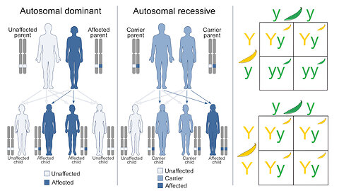 Genetics: Mendelian Inheritance, Dominant vs Recessive Genes, Autosomal vs Allosome Chromosomes