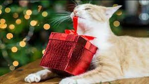 Cats Opening Christmas Presents 😻 [Funny Pets]