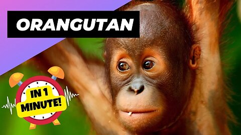 Orangutan - In 1 Minute! 🦧 One Of The Most Intelligent Animals In The World | 1 Minute Animals