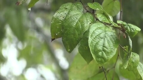 L'agitation Constante - Une Musique Relaxante pour Apaiser L'angoisse et Rassurer L’esprit