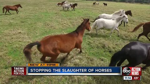 From show horse to food source: Abandoned Florida horses sent to slaughter