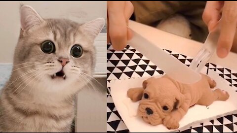 Cat Reaction to Cutting Cake - Funny Dog Cake Reaction Compilation | Pets Kingdom