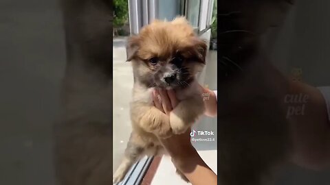 You are going to love this one Funny Dog Tiktok