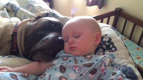 "A Baby and His Canine Companion Taking A Restful Snooze"
