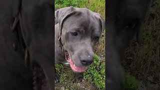 Bruce The Puppy Cane Corso 50 KG 110 Lbs 10 Months Old