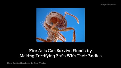 Fire Ants Can Survive Floods by Making Terrifying Rafts With Their Bodies