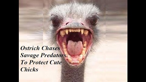 Ostrich Chases Savage Predators to Protect Cute Chicks