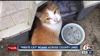 Pirate Cat roams across county lines; gets in trouble with the law