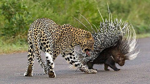 Hungry Leopard Gets Defeated By Prickly Porcupine