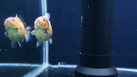 Big Giant Oranda Goldfish53 10