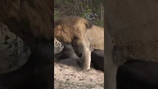 Lion Struggles To Move His Prey #shorts