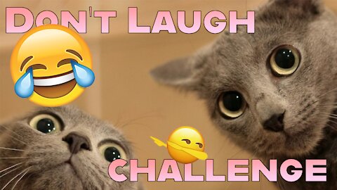 Funny Pet Compilation - Do Not Laugh Challenge - Awesome Pets