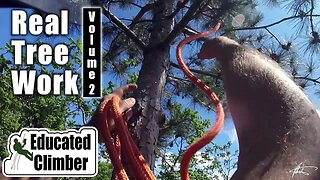 Real Tree Work Vol. 2 | Arborist Climbing & Rigging Adventures | 2019