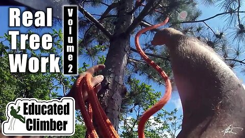 Real Tree Work Vol. 2 | Arborist Climbing & Rigging Adventures | 2019