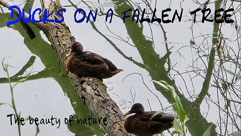 Ducks on a large branch in the river / beautiful waterfowl by the river.