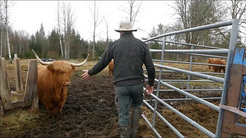 How To Handle A Highland Bull