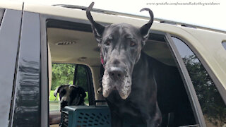 Funny Bird Watching Great Danes Love To Go For Car Rides