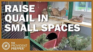 How to Raise Quail in Indoors in Small Spaces