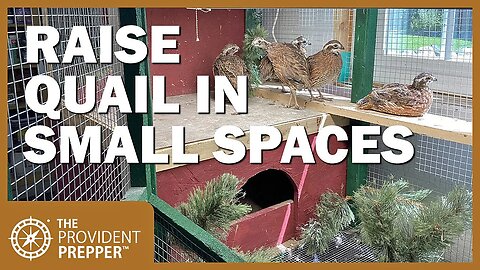 How to Raise Quail in Indoors in Small Spaces