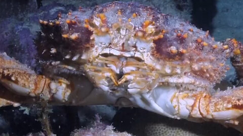 "Exploring the Underwater World: Fascinating Crab Encounter!"