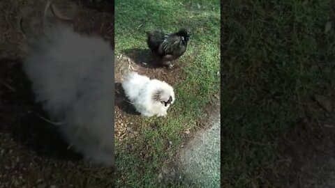Silkie Roosters out on the grass