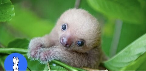 Baby Sloths Being Sloths - FUNNIEST Compilation